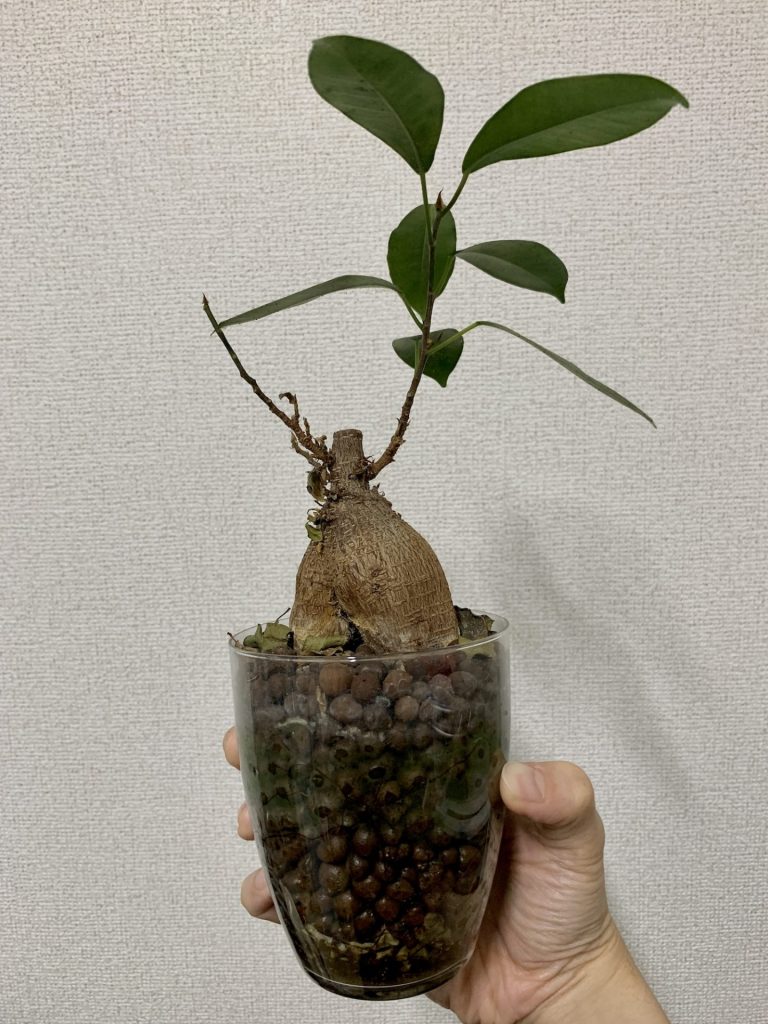 変化後のガジュマル（幹の状態）