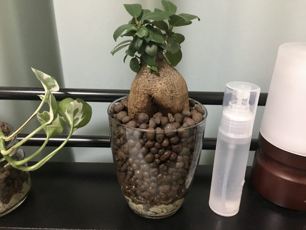 元気だった頃のガジュマル