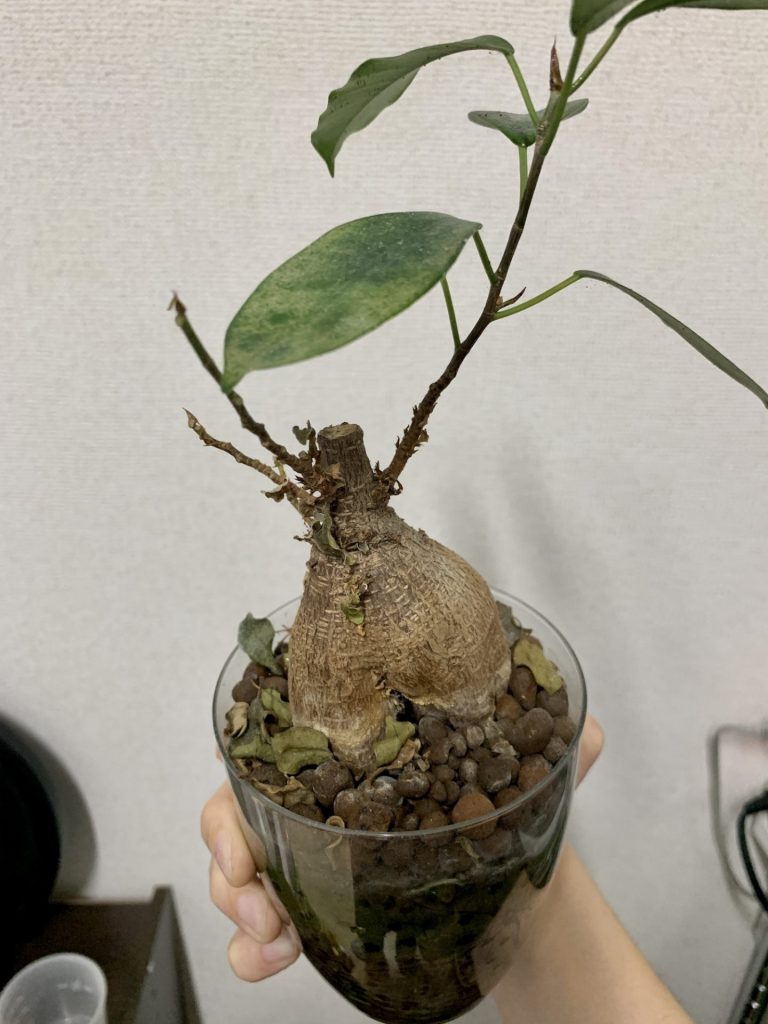 変化後のガジュマル（葉の状態）