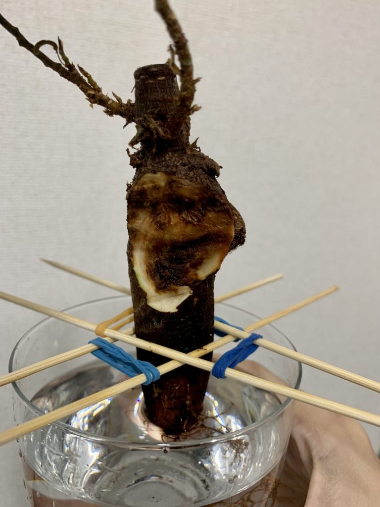 カット直後の切断面