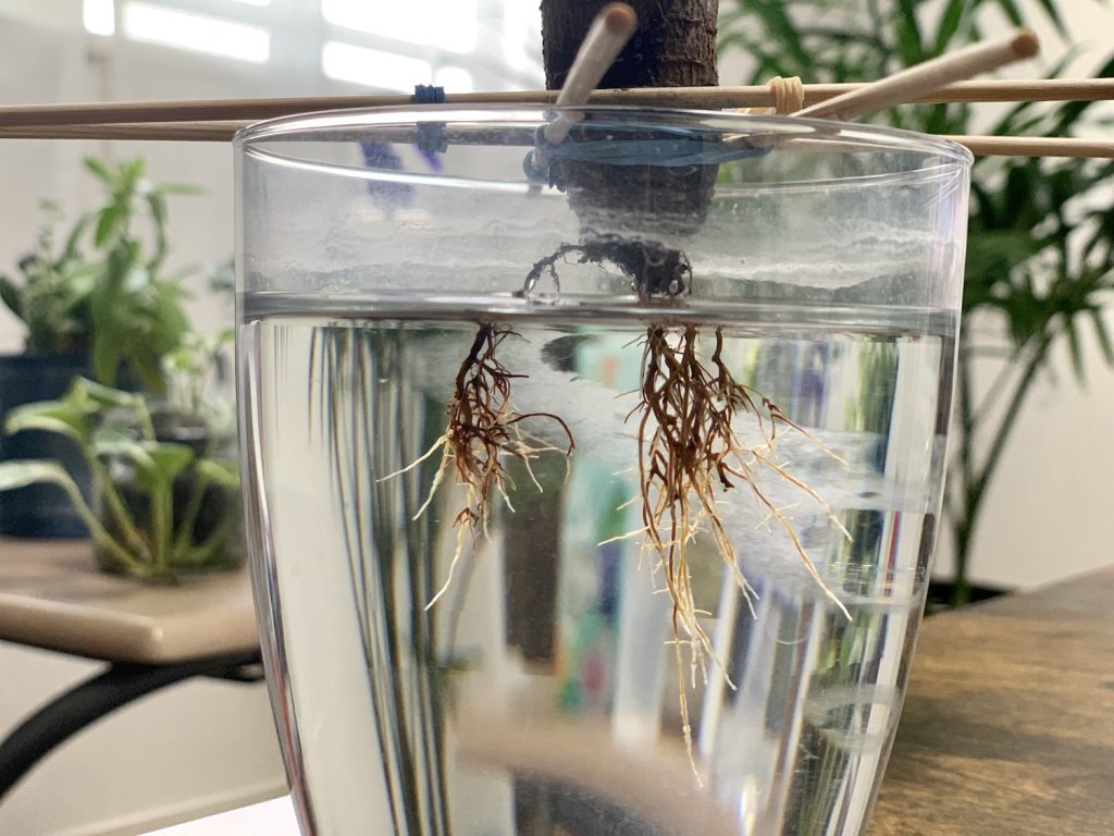 白い新根が出てきた状態