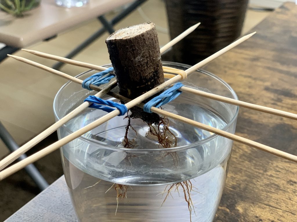 ガジュマル 根腐れ状態