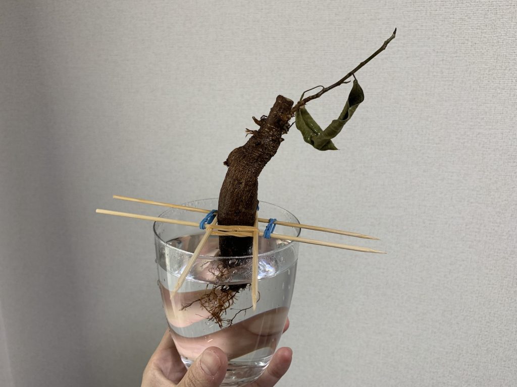 アフター：葉が落ちて弱った状態