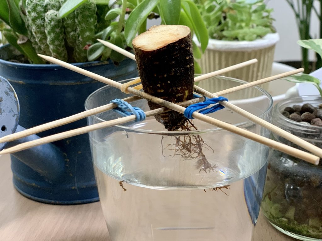 大幅カット後のガジュマル