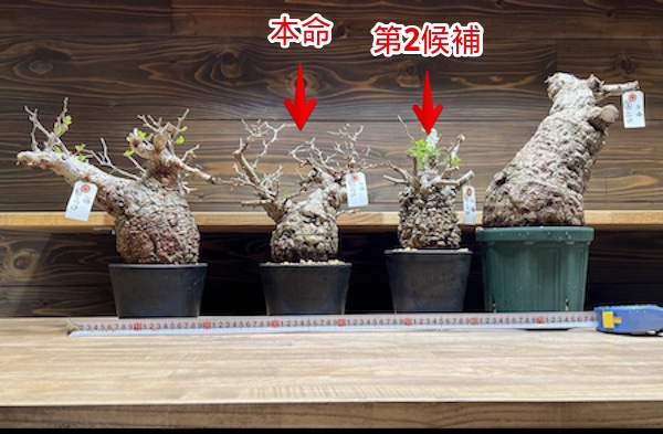 オペルクリカリア　パキプス　ベアルート　芽吹き有り　チャレンジ株 オペルクリカリア パキプス ベアルート 芽吹き株