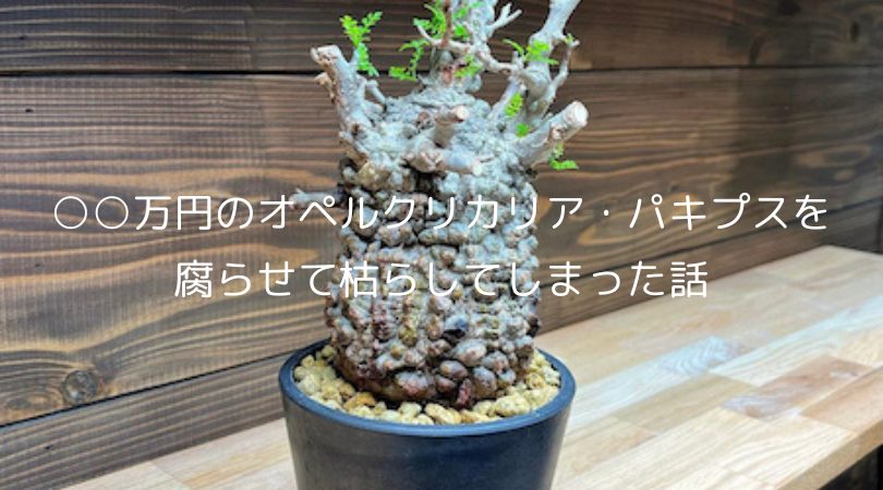 オペルクリカリア　パキプス　ベアルート株　芽吹き　カルス有り 発根管理中芽吹きありオペルクリカリア・パキプスを腐らせて