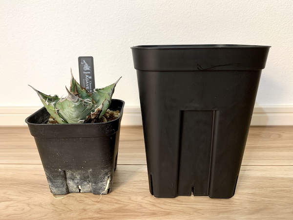 99、アガベ　オテロイ 植え替え後発根管理中です！ 99、アガベ オテロイ 植え替え後発根管理中です！