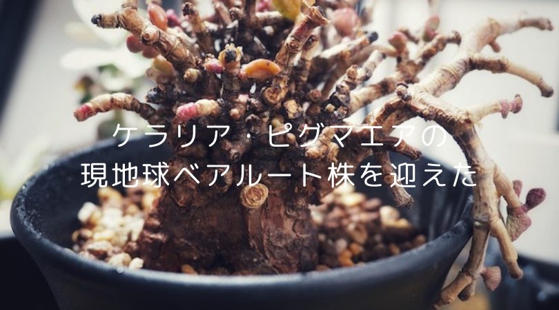 ケラリア ピグマエア 未発根 ベアルート bearroot-pygmaea.jpg