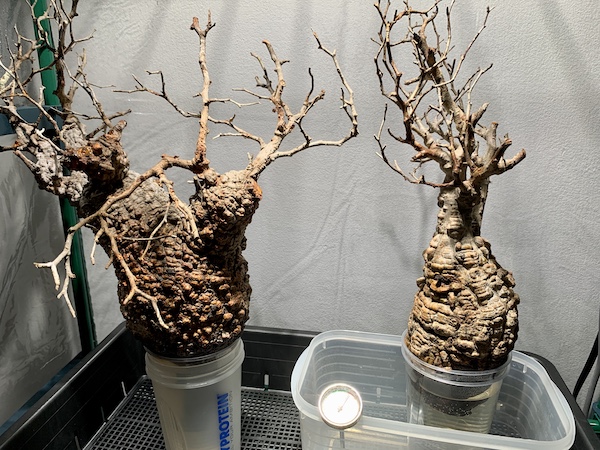 パキプス発根管理の温室