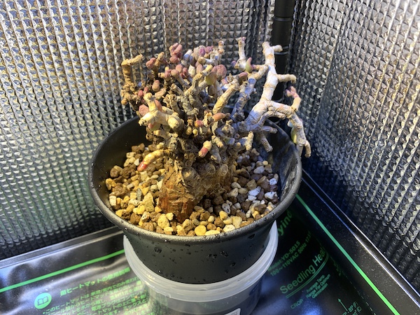 ケラリア ピグマエア 未発根 ベアルート Ceraria pygmaea / ケラリア ピグマエア 【発根済】 [雌雄未判別