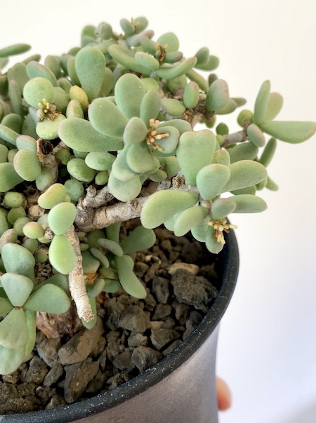 ケラリア ピグマエア 未発根 ベアルート Ceraria pygmaea / ケラリア ピグマエア 【発根済】 [雌雄未判別