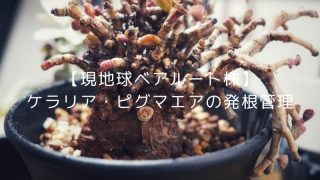 ケラリア・ピグマエア現地球ベアルート株の購入方法と発根管理