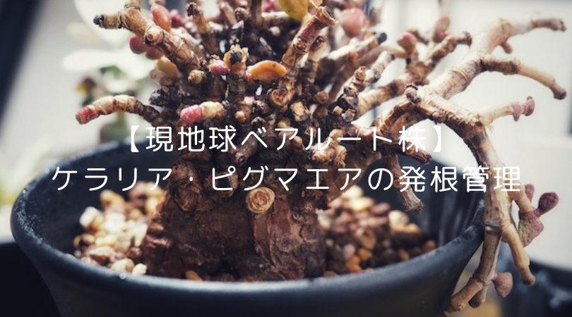 発根済　かなり丸葉　ケラリア　ピグマエア　現地球　グラキリス　ミラビレ 発根済かなり丸葉ケラリアピグマエア現地球グラキリスミラビレ