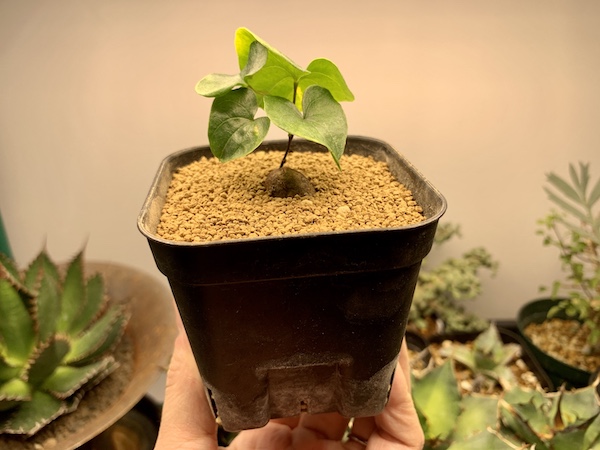 亀甲竜 植え替え