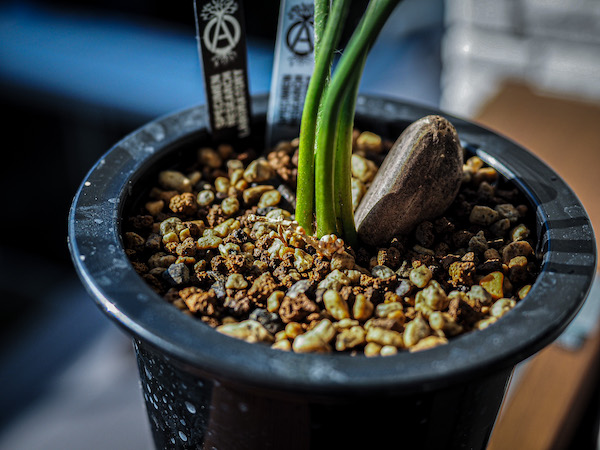 エンセファラルトス・ホリダス(Encephalartos horridus)の育て方