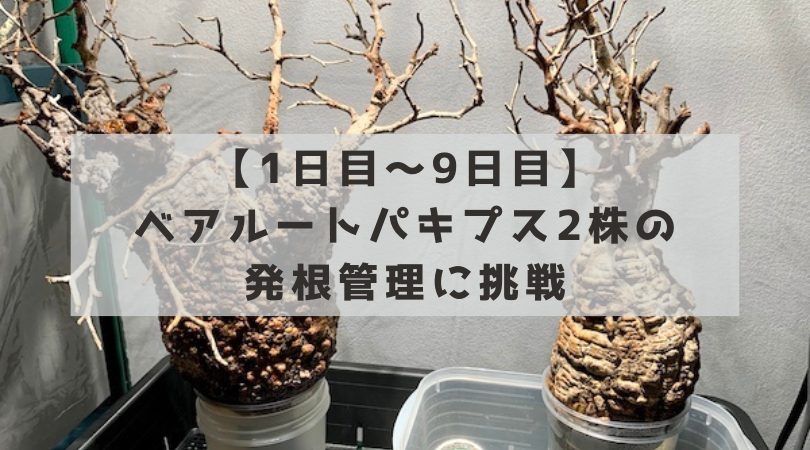 1日目～9日目】共同輸入で購入したベアルートパキプス2株の発根