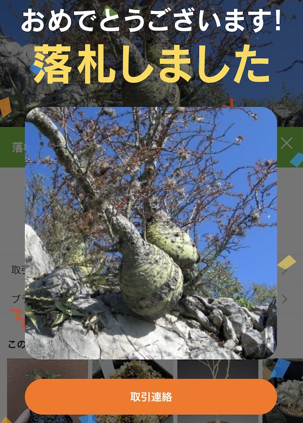 フォークイエリア・ファシクラータ（Fouquieria fasciculata）の