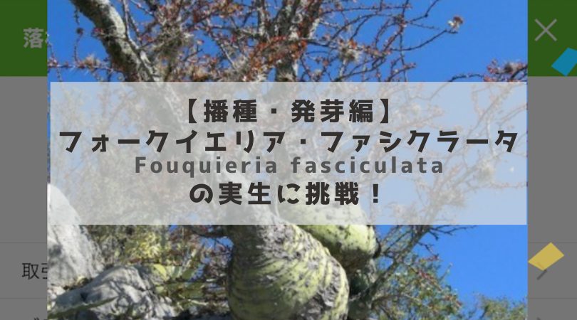 フォークイエリア・ファシクラータ（Fouquieria fasciculata）の