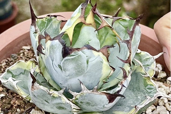 荒々しい鋸歯と美しい斑が魅力的！】アガベチタノタ ブルー