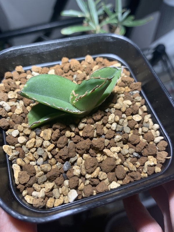 アガベ　cok-CG01 発根済み Yahoo!オークション - cok cg-01 cg-01 コック 発根済み アガベ