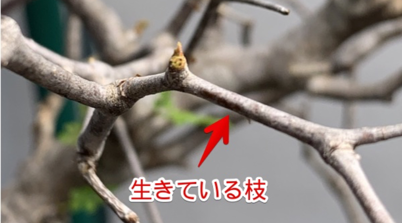 【2025年9月10日輸入分 新鮮株①】オペルクリカリア パキプス ベアルート living-branches-eyecatch.jpg