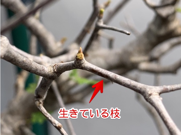鮮度が命！新鮮なベアルートパキプスの特徴と見分け方を紹介