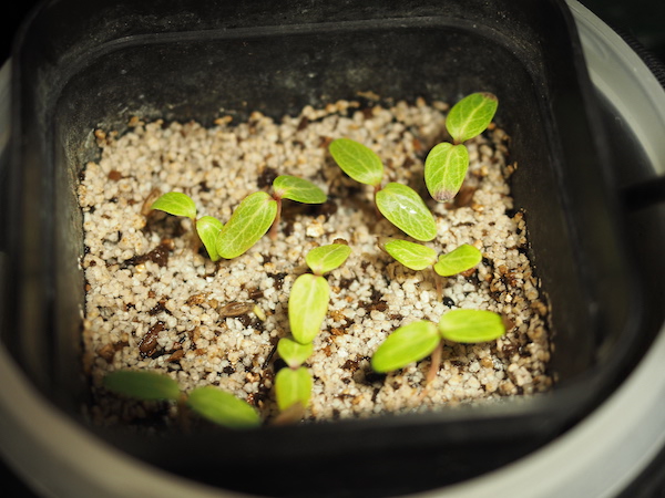 【実生10年以上】【まん丸】【鉢ごと発送】フォークイエリア　プルプシー　実生 実生10年以上】【まん丸】【鉢ごと発送】フォークイエリア