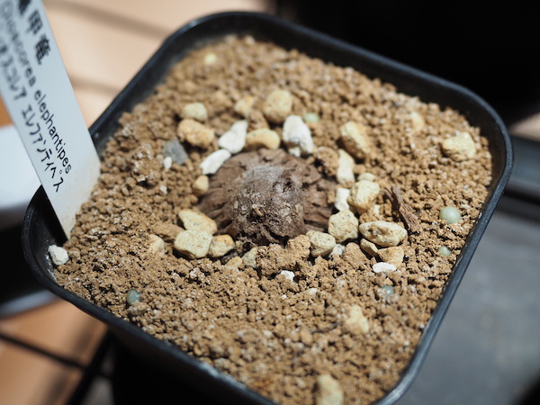 亀甲竜 目覚めない