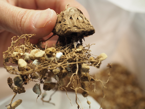 亀甲竜 掘り上げ