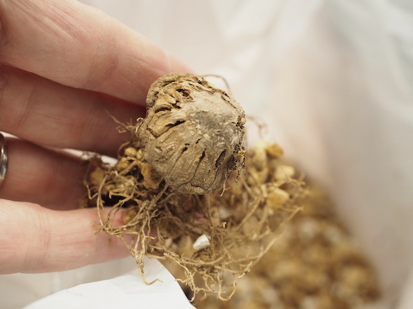 亀甲竜 干からび