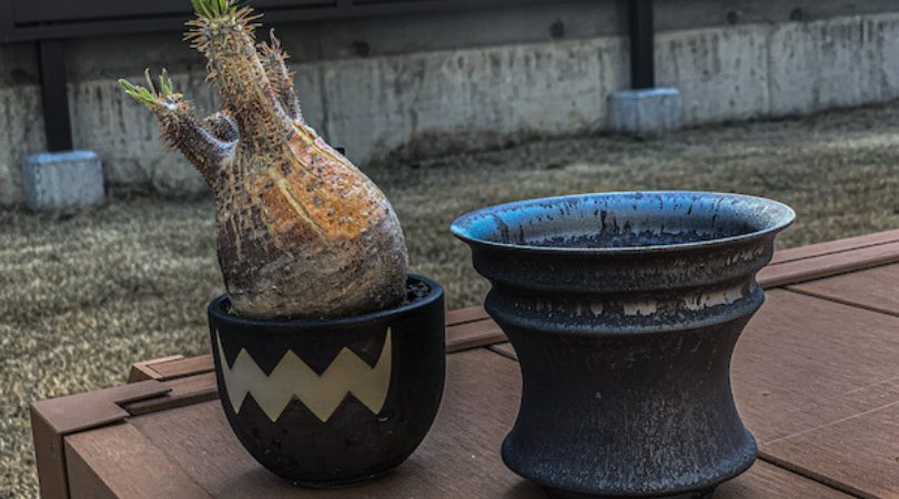 【グラキリス】塊根！トリプルヘッドの変態株 VALIEM グラキリス】塊根！トリプルヘッドの変態株 VALIEM