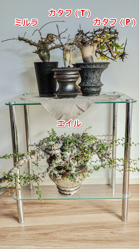 3248 「塊根植物」 コミフォラ カタフ ピュア 抜き苗【鮮度保証・到着後3日以内の返品OK・Commiphora kataf pure・9/27最新到着】 コミフォラ カタフ ピュア