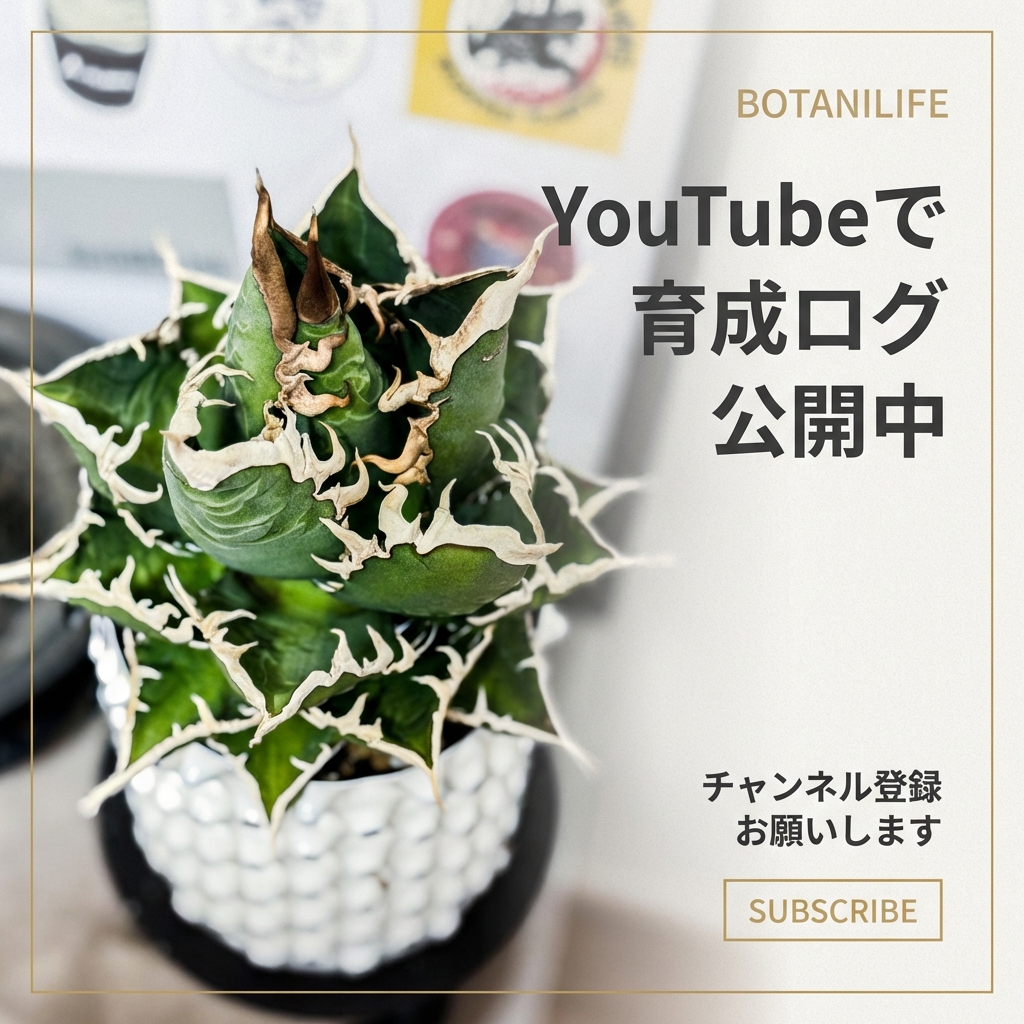 BOTANILIFE YouTubeチャンネル登録はこちら